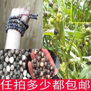 Barley Seeds, Grass Bead Seeds, Can Be Used to Make Bodhi Seed Grass, Bodhi Bracelet, Grass Bead Door Curtain, 50 Capsules