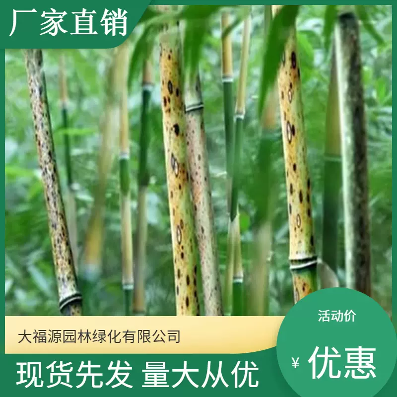 基地批发 自产自销竹苗庭院植物 斑竹湘妃竹 景区造景工程绿化苗