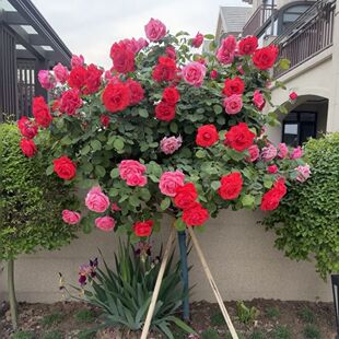 �ش��¼������޽��¼�����ͥԺ�̨�ߗU�䘶����ֱ�lľ�ܰl؛