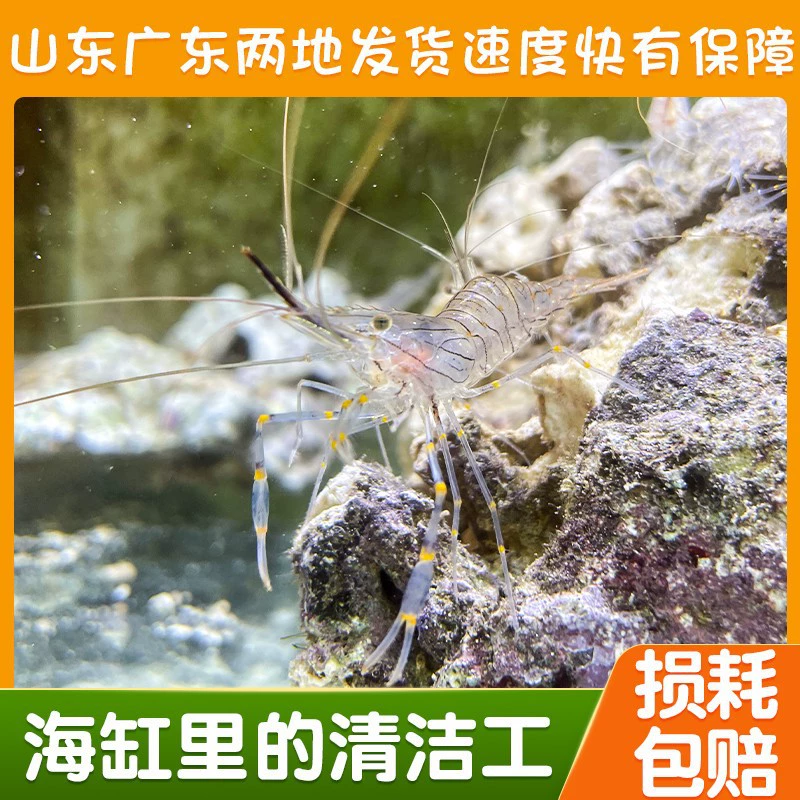 Чистка креветок для аквариумов: удаление отходов креветок, стеклянных креветок, резервуаров с морской водой, прозрачных кристаллических креветок, удаление водорослей в аквариуме и очистка дна.