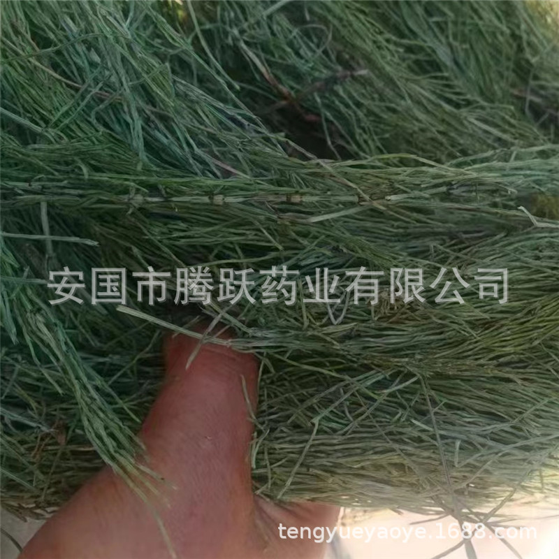 Dried Horsetail Herb Wen Jing 问荆 Whole Plant Bulk Chinese Botanical Tea Herb key features