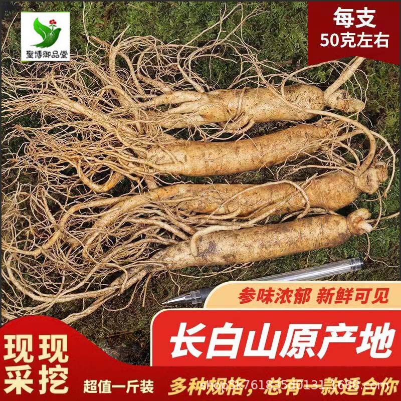 長白山高麗人参、掘りたて、売りたての高麗人参、東北名物、ワイン漬け、スープ、高麗人参、滋養ギフト、一世代高麗人参|undefined