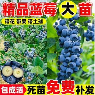 �{ݮ���F�{ݮ�������{ݮ���������ͺ��Ϸ������Nֲ�޽������{ݮ