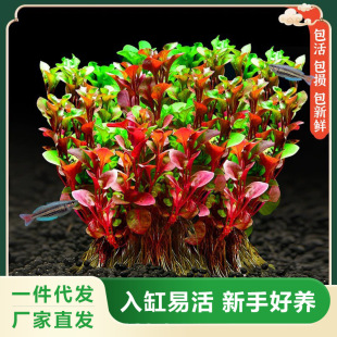 Red Wave Aquatic Plant Real Grass Landscaping Package Foreground Novice Volcanic Stone Negative Aquatic Plant Red Wave Grass Purifies Water