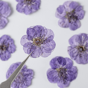 Plum Blossom Real Blossom Embossed Children's Teaching Plant Specimen Material Material Dropping Glue Dried Flower Mobile Phone Shell diy