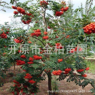 ���l�ٻ���鱲��NС��W�޻�鱘�4-15���ֹ��̴��ľˮ�ܻ�鱘���