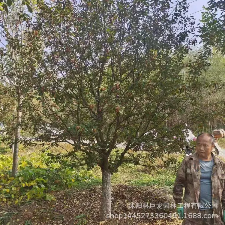 Прямая продажа саженцев грушевидного яблоня Xi Fu, хорошо развитая корневая система, достаточный запас, зеленые саженцы, саженцы грушевидного яблоня Xi Fu.