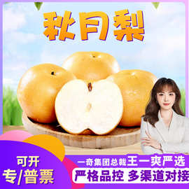 【严选】山东烟台秋月梨 代发3/6斤新鲜采摘冰糖梨爆甜多汁时令孕