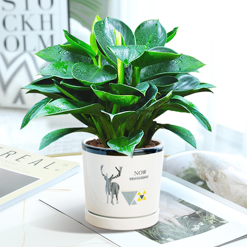 황금다이아몬드 3개 약 25cm + [엘크 세라믹 화분] + 영양액