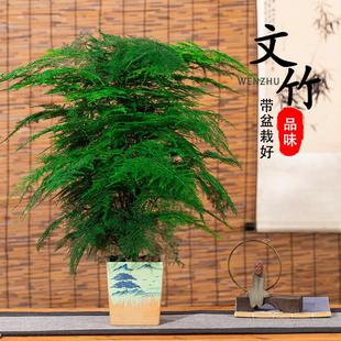 Asparagus Potted Large Plants, Office Four-Season Florals, Living Room Desktop Seedlings, Green Plants, Easy to Grow Cloud Bamboo Bonsai