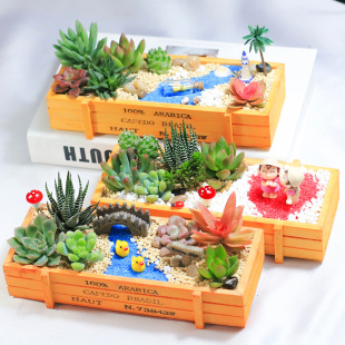 Succulent Plant Combination Potted Package Succulent DIY Micro-Landscape Materials Include Pots with Soil Indoor Green Plants