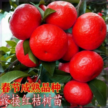 ���o�t���Ә��������ǽ����ϱ����Nֲ�۽���������٘���ɰ������