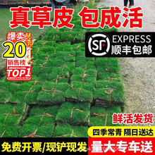 草皮真草坪带泥土别墅花园绿化四季青果岭草台湾草马尼拉草皮带土