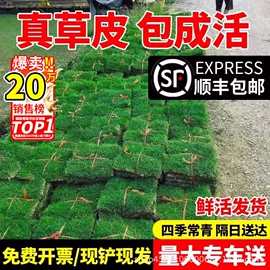 种子;草种子;盆栽