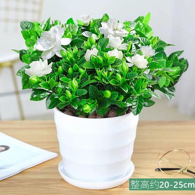 140#싹이 있는 치자나무(나사형 화분) + 영양액