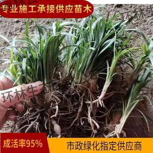 Japanese Dwarf Ophiopogon Japonicus with Golden Edges and Fine Leaves, Cold-Resistant and Heat-Resistant, Suitable for Engineering Greening, Lawn, Courtyard, and Gardening Greenery