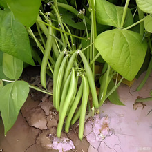 ӱˮײ˶߲˷NӷNȫoļضN