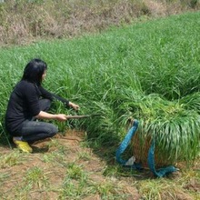 多年生黑麦草种子鸭鹅猪牛羊鱼鸡种籽耐寒冬牧70四季牧种子