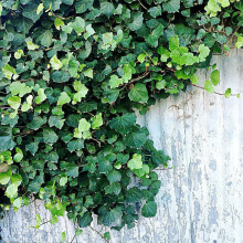 پGֲļLֲͥԺ̨Ԯܳ粻~