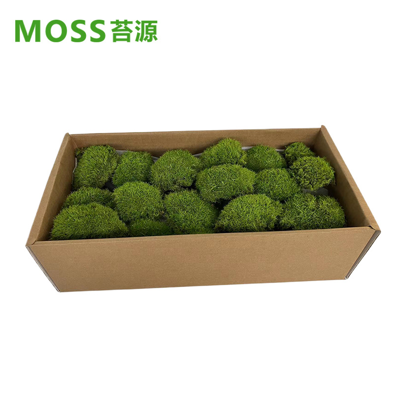 Musgo inmortal pelo blanco musgo gris grande planta verde pared flor seca Fondo pared planta pared musgo fuente