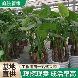 Dripping Guanyin Large Seedlings, Thousand-Hand Guanyin Green Plants, Hydroponic Large and Small Plants, Indoor Shade-Tolerant and Easy-To-Grow Potted Plants