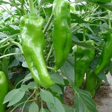 شţǽNӲNLཷN̨ˈ@߲˷NӴȫ