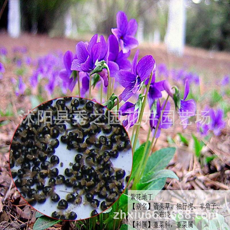 Flores perennes perennes al por mayor, flores moradas, semillas en cubitos, plantas de cobertura del suelo, balcones resistentes al frío, comestibles ornamentales verdes