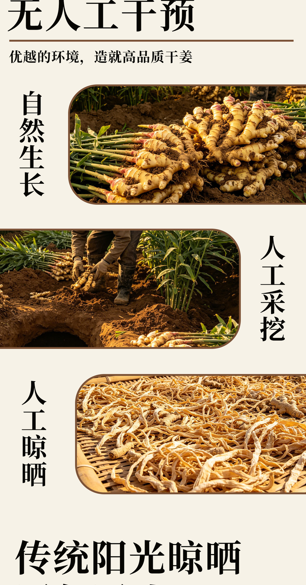 Dried Ginger Shreds 110g Canister Gan Jiang Si Zingiber officinale Root Slices for Warming Tea with Goji Jujube Longan quality and texture