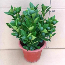 ��ۘ������Ԏ����҃ȿ͏d��ֲؔ�������ͺ����ܾGֲ�����辰