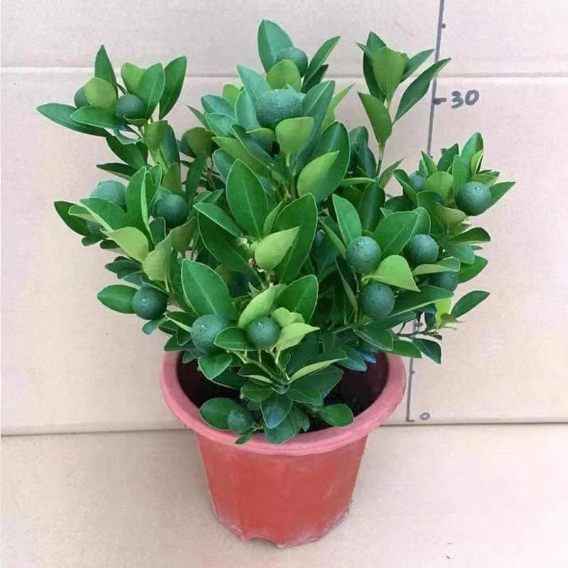 金桔树苗盆栽带果室内客厅招财植物室外耐寒花卉绿植橘子盆景