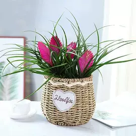 盆栽;灌木;仙人掌及多肉
