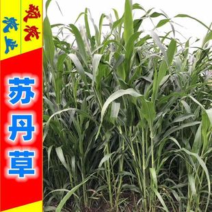 �K���ݷN����~�s���ߵ��������iţ�����Z�~�O���������K����