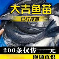 [螺蛳鱼苗养殖活体鲫鱼苗鱼苗草鱼苗型鱼青包活鱼塘四大快淡水大家]