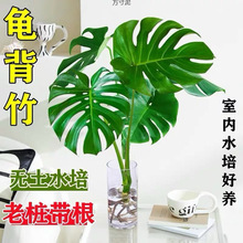 ˮˮBp҃ȺB׻ԴGֲG}͏dQl