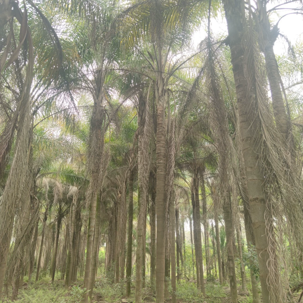 2303 база поставляет 6-10 метров саженцев золотого масаби