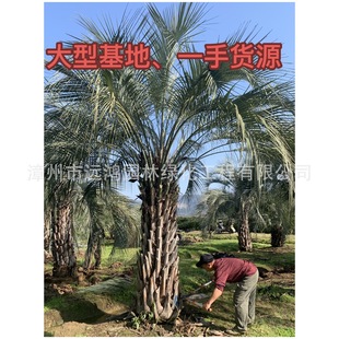 Budi Coconut Container Seedlings Budi Coconut Farmers from Fujian Origin Direct Quotation Welcome to Consult