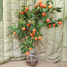 �ش�o��ɳ���٘����۽��Ә������Ե����Ϸ������Nֲ���ӹ�����