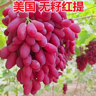 ���ј��������o�Ѽt���Ә���ͥԺ�ϱ����Nֲ���Ե��Ԯ���Y�����m