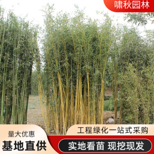 ��������쾰���̨���ͥԺ�e���G���������S�������S���SƤ����