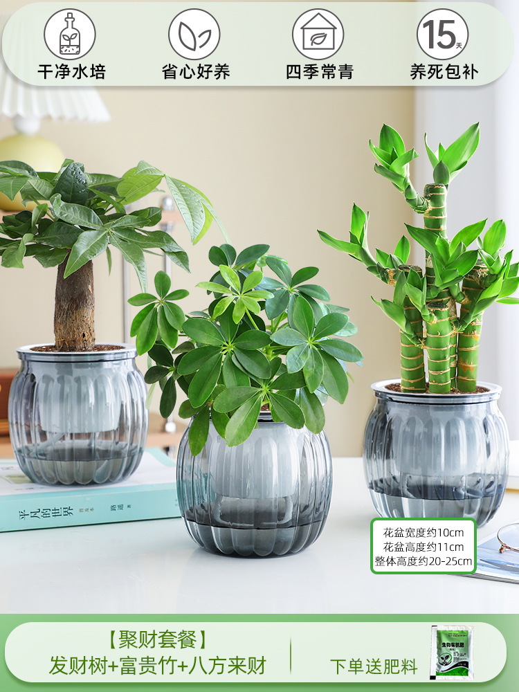 [부자 패키지] 돈나무 + 행운의 대나무 + 사방에서 오는 부