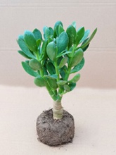 玉树老桩大株多肉植物室内阳台好养活巨型绿植盆栽的净化空气