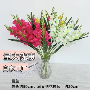 ��֦��ѩ�m�����滨��c�Y���b��Ż�Ī�λ��@���żٻ�·������