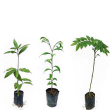 ������骳���|�S����|��̴|��z�|��������ͥԺ���F���玧�����~