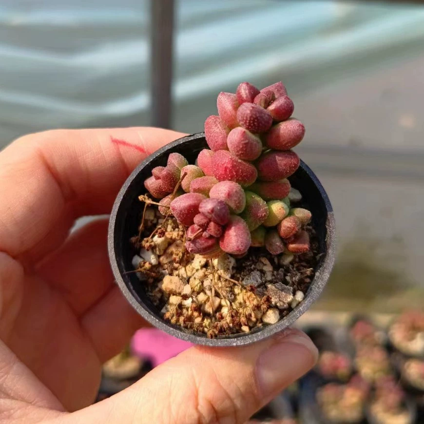 Персик на день рождения, горшок 5 см, реальный снимок