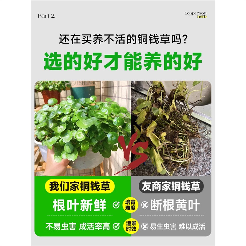 铜钱草水培植物老桩盆栽室内外水养大叶金钱草根芽好养易养活绿植