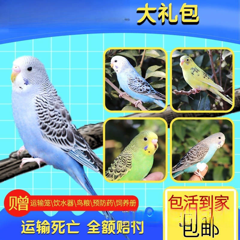 生きたオウム、生きた鳥、セキセイインコ、話す鳥、ペットの鳥、雲の斑点、小さな飼い慣らされたオカメインコ、生きた鳥|undefined