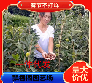2-Year-Old Chestnut Seedlings for Sale. Grafted Chestnut Seedlings with a Height of 1m or More. Suitable for High-Yielding Chestnut Saplings in the North and South