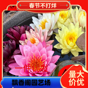 һ�����lˮ��ֲ��˯ɏ�ļ��ɻ�ˮ�B�_�������~��ɏ���������K����