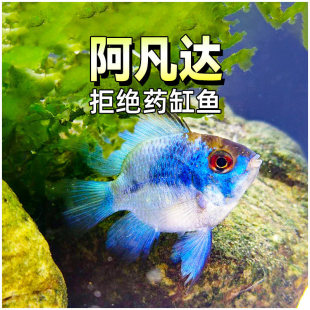 �����_�{���ӌ��{�P�����~�^�p�Ꭷ��ˮС�Ͳݸ��~���w��������