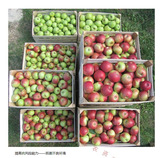 Сингент и дишибанг, водорастворимые удобрения, овощные и цветочные удобрения, лиственные удобрения, водорастворимые удобрения, 1000 мл, 1 литр